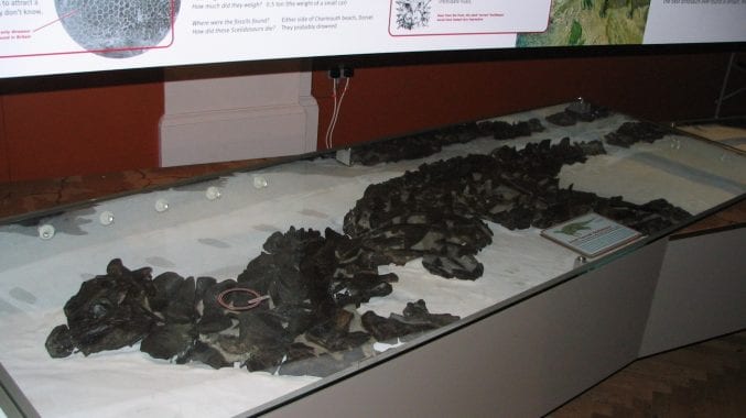 An image of a Scelidosaurus dinosaur skeleton