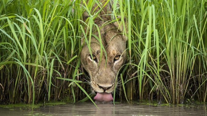 A lioness emerging from the long grass to drink from a pool of water
