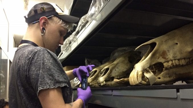 Marcin taking a photo of an animal skull in the natural history store at Bristol Museum & Art Gallery