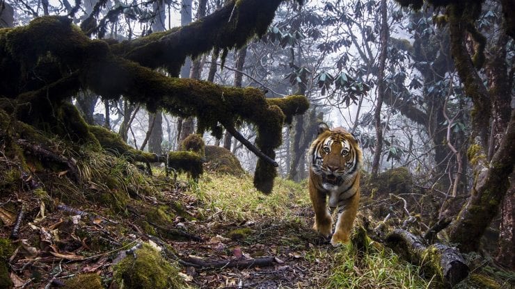 Wildlife Photographer of the Year tour with the Chair of the Jury - BSL interpreted