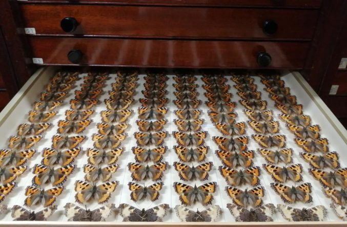 Wooden cabinet with draw open. Draw contains rows of butterflies. 