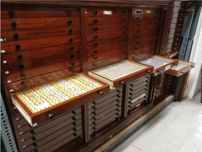 Four tall wooden cabinets, each with one draw open with rows of butterflies