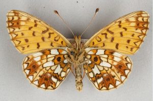 Butterfly with yellow wings with brown and white markings