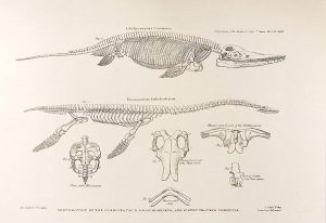 Reconstruction of an ichthyosaur based on the first fossil donated to the Bristol Institution. It was lost to bombing in 1940. The first complete plesiosaur is now in the collections of the Natural History Museum, London. Image from Conybeare, 1824.