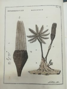 ‘Apiocrinites Rotundus’ Plate one, ‘A Natural History of the Crinoidea’ by J. S. Miller, 1821