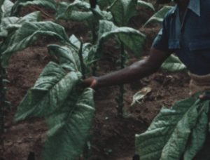 Growing tobacco in Malawi, filmed by Douglas Fromings, 1956-57 (ref 1995/075/003)