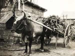 Cart load of sugarcane pulled by a bullock on a sugar plantation, Jan 1931 