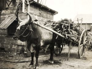 Cart load of sugarcane pulled by a bullock on a sugar plantation, Jan 1931