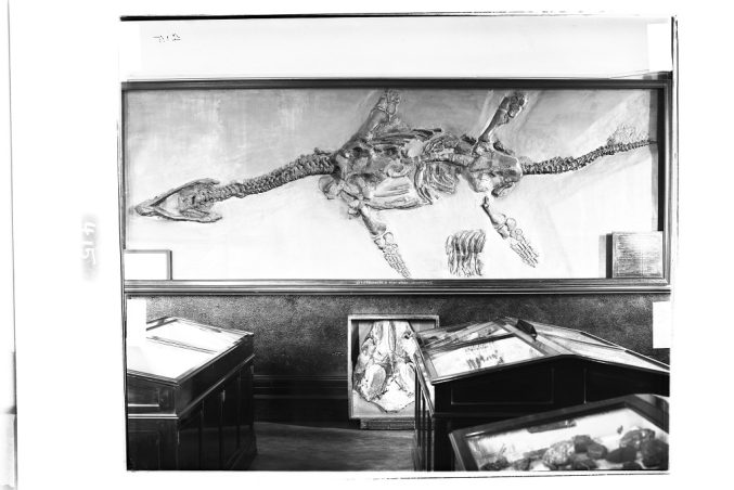 black and white image of a wall mounted fossil