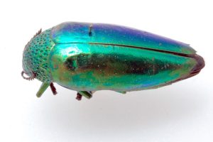 Small and shiny blue and green 'Jewel Beetle'.