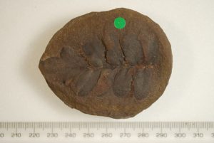 A fossilised leaf imprint on a round, brown coloured nodule lays alongside a ruler to indicate size.