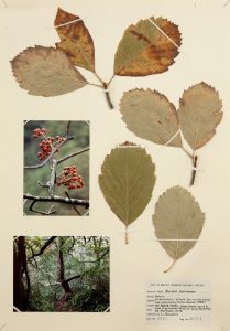 Two photographs of trees are stuck on a cream piece of paper along with a few clippings of dried leaves.