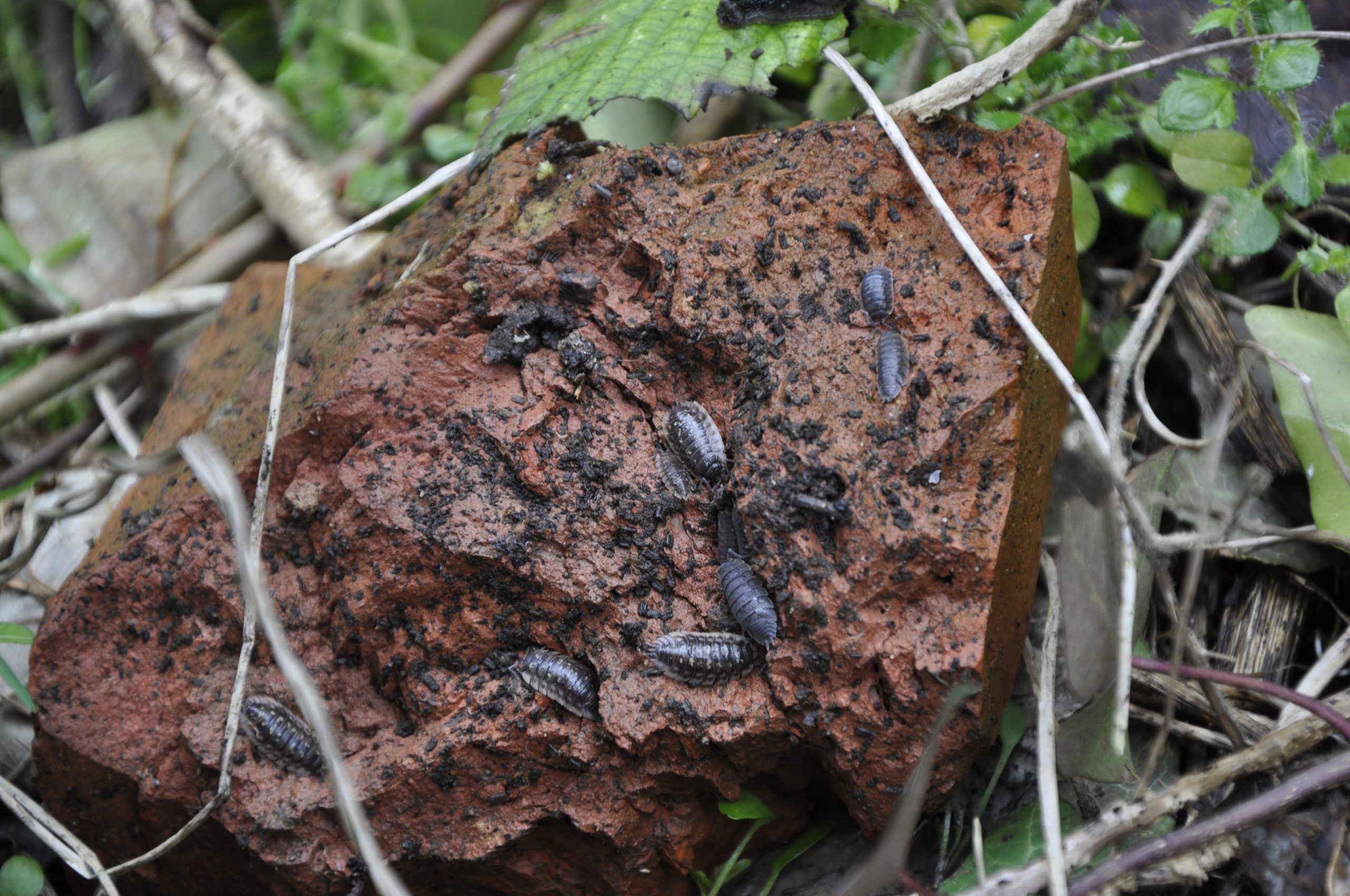 woodlice photographed close up on a red brick. Mud and undergrowth surround
