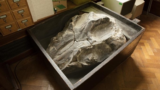 Large skull resting in a box in storage.