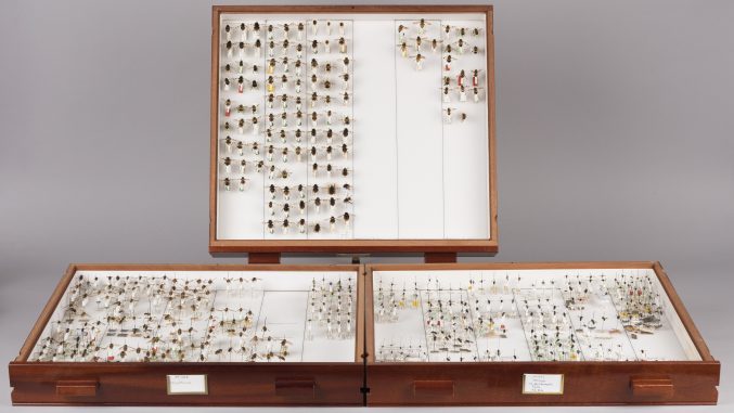 three wooden display boxes with pinned flies in them