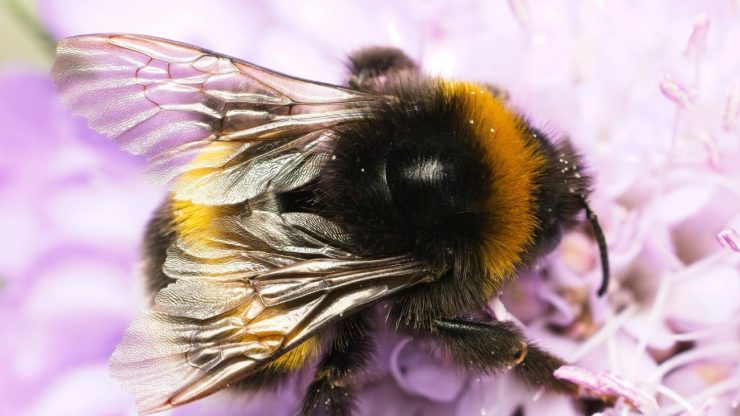 Home Educator workshop: All about Bumble Bees