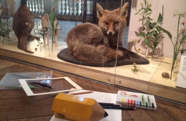 Home Educator activity: Drawing British wildlife