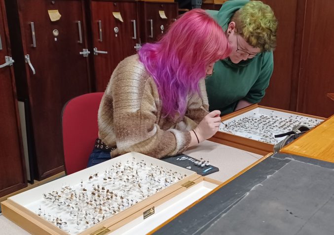 two volunteers organise pinned hoverfly specimens into cases
