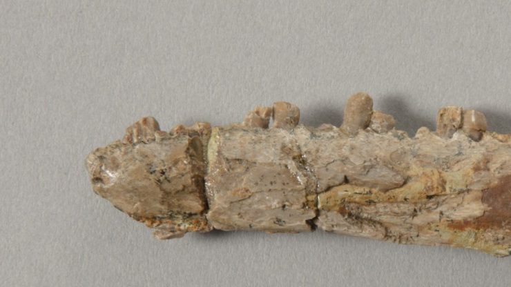 Winter Lecture: Uncovering the evolutionary secrets of fossil mammals