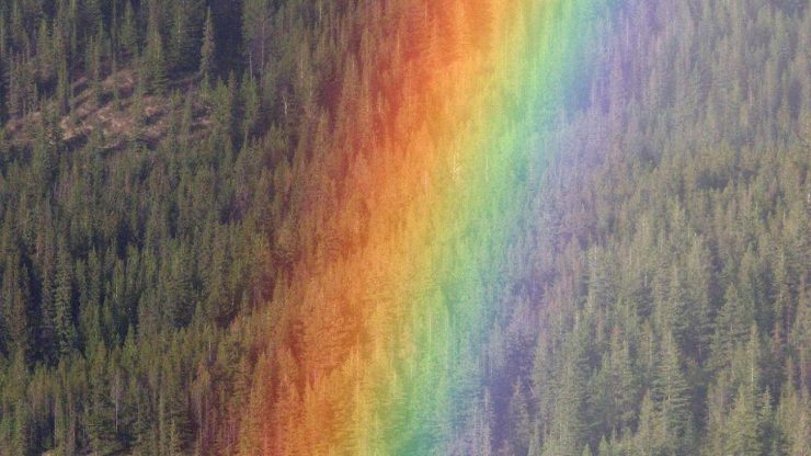 Curator talk: Colour in Nature